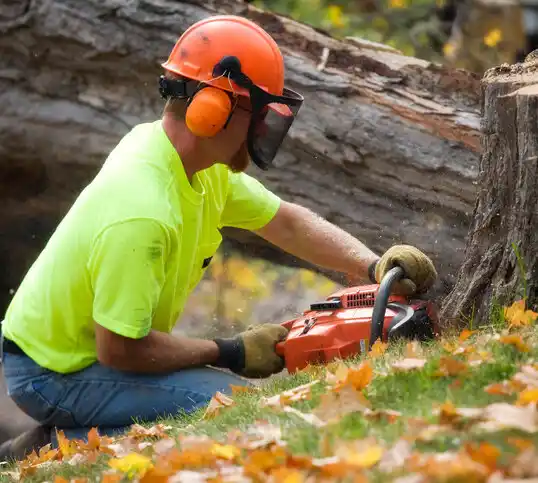 tree services International Falls